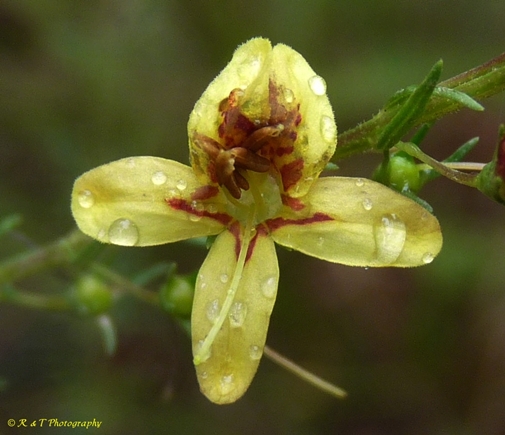 {Seymeria cassioides}